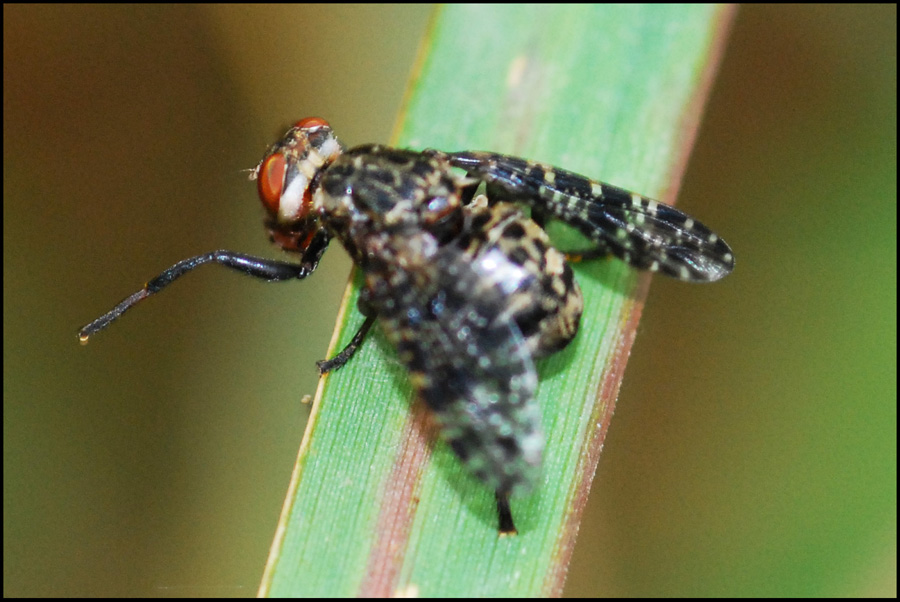 Platystoma sp.